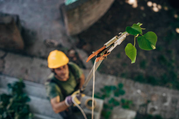 Best Tree Cutting Near Me  in Florissant, MO